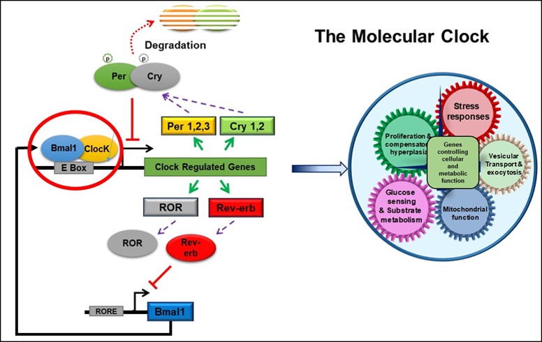 Molecular clock