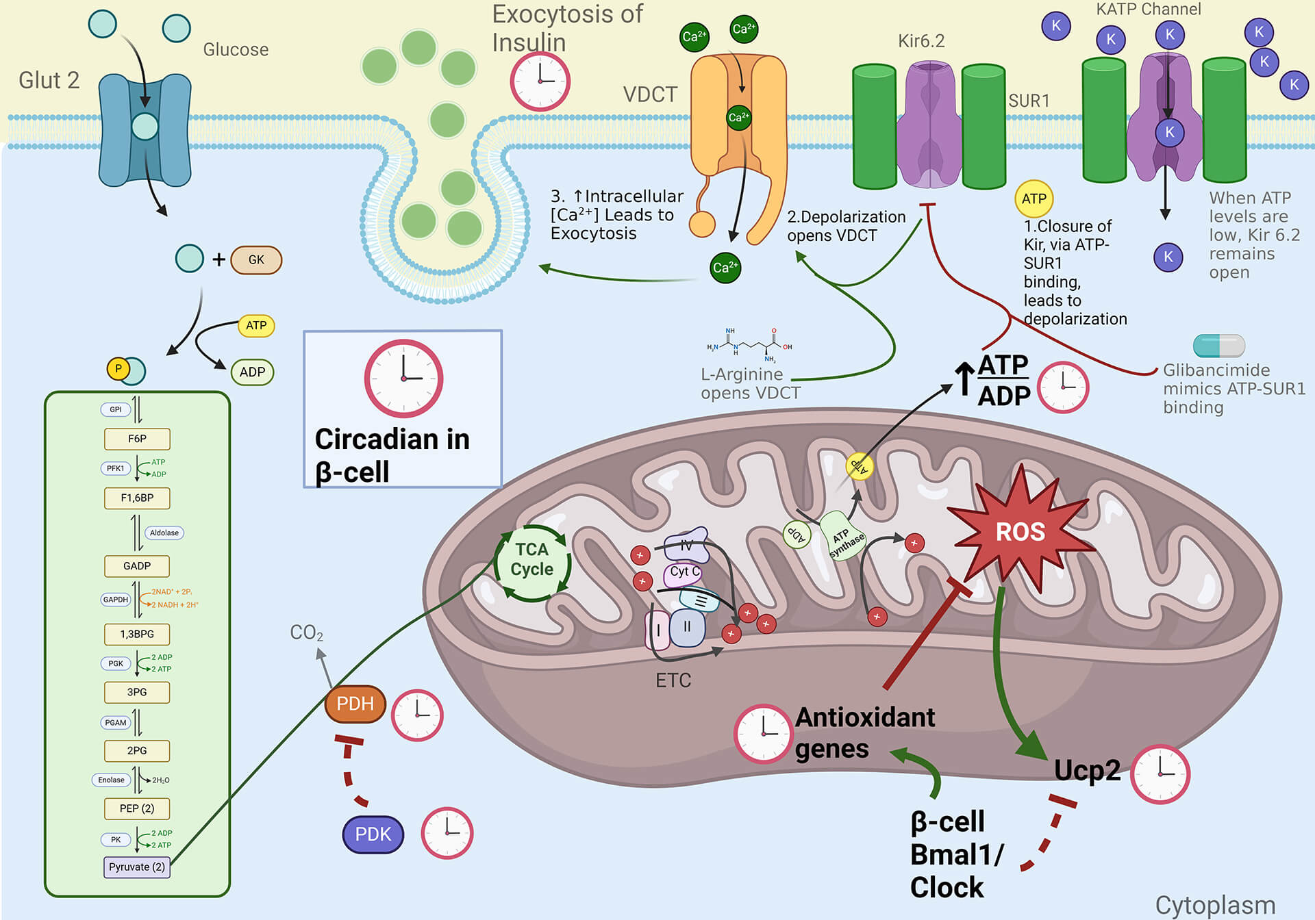 circadian.betacell.